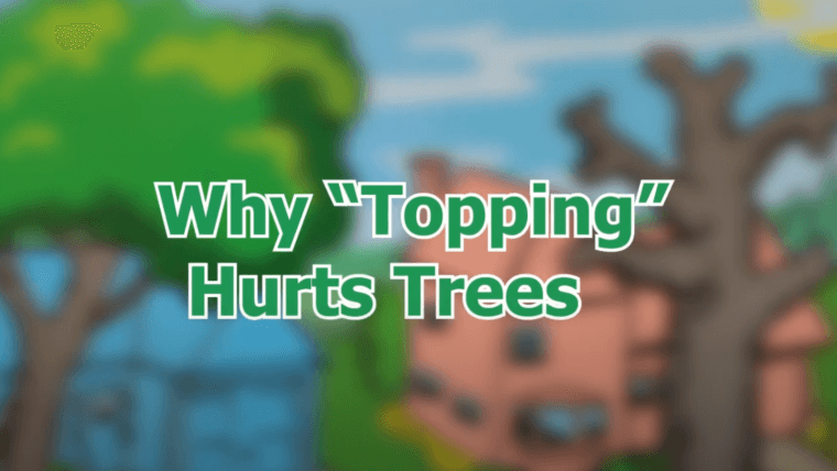 Why Topping Hurts Trees