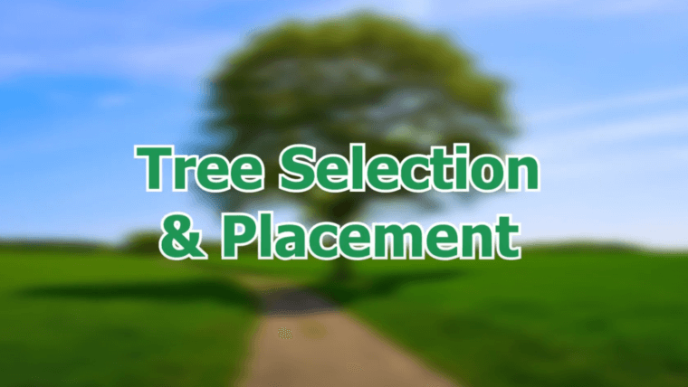 Tree Selection and Placement